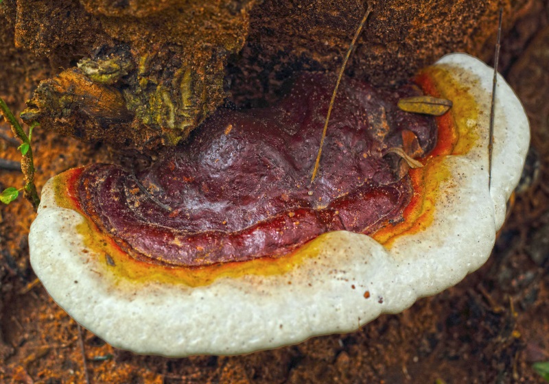 マンネンタケ | 霊芝(レイシ) | きのこ図鑑