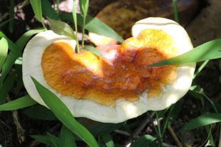 マンネンタケ | 霊芝(レイシ) | きのこ図鑑