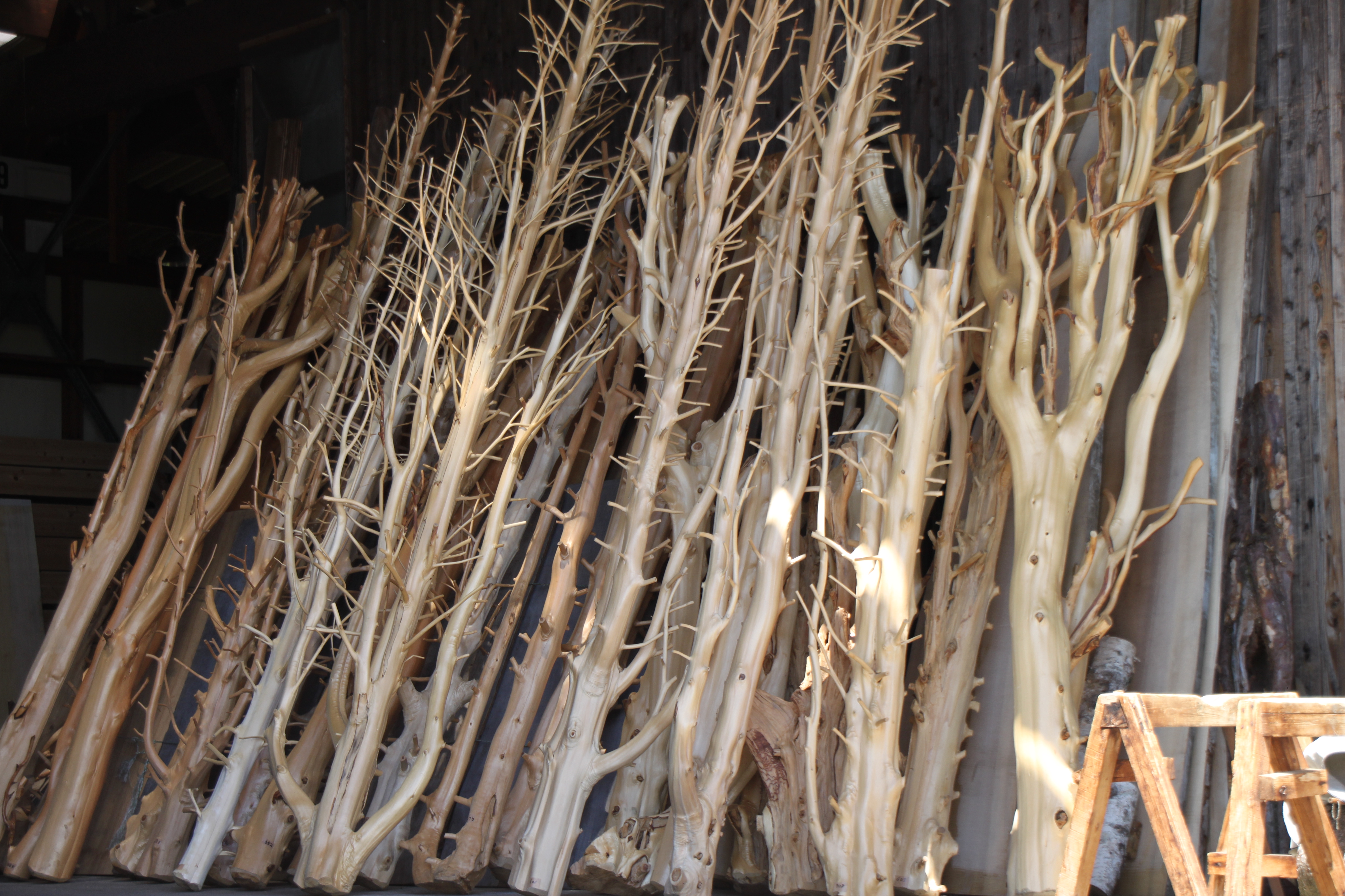 白樺の木・枝、ディスプレイ用木の販売・通販|木のアートARBO（アルボ）