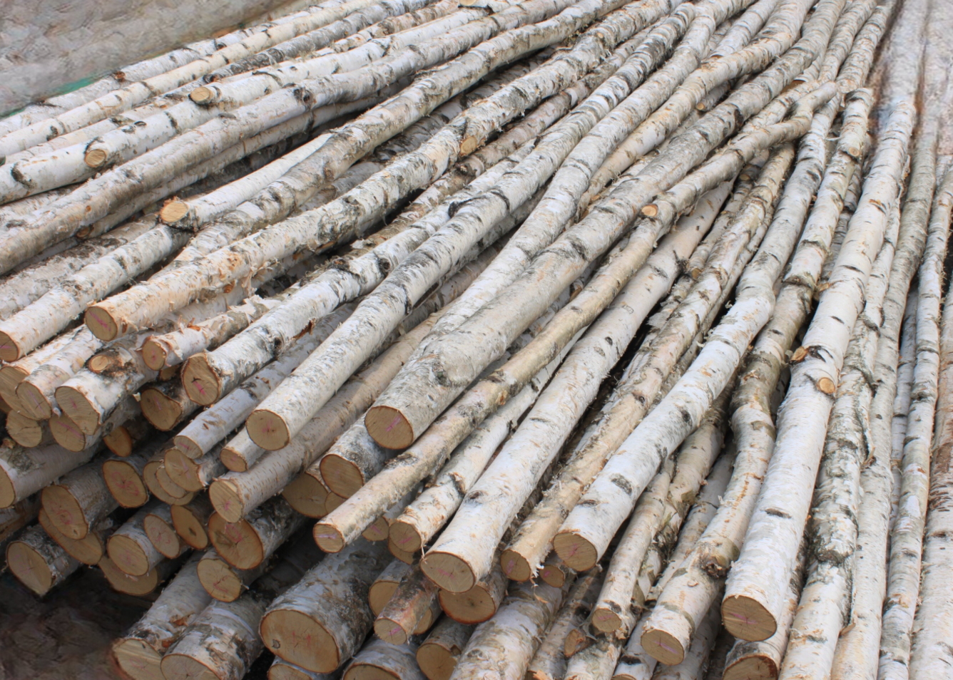 白樺の木・枝、ディスプレイ用木の販売・通販|木のアートARBO（アルボ）