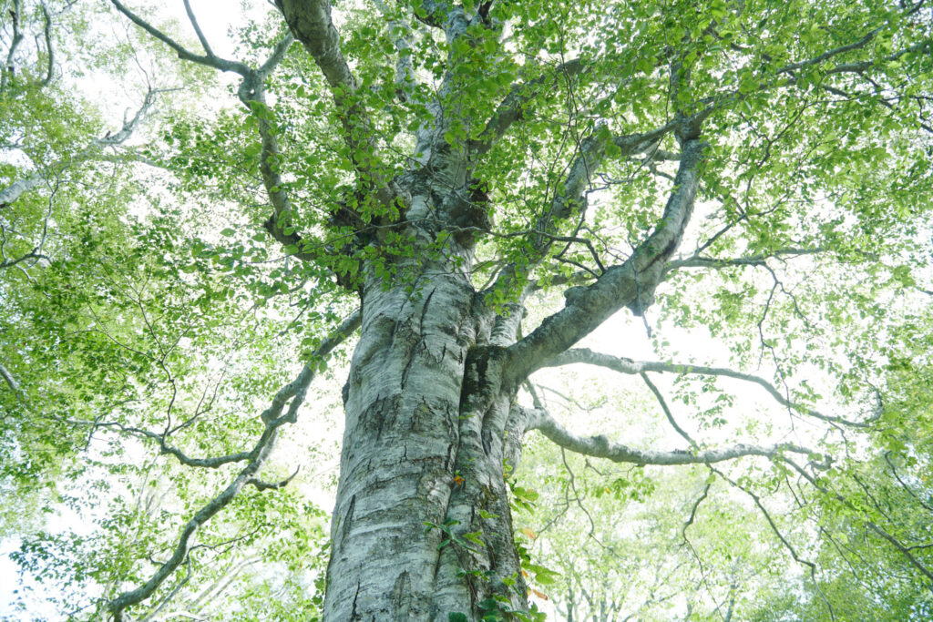 カヤの平高原／ブナの原生林と変化に富んだ高山植物の湿原と