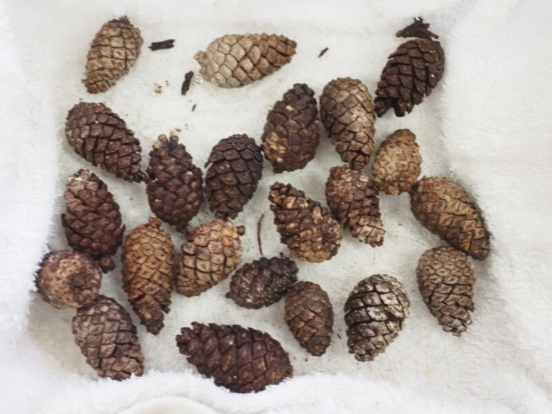 まつぼっくりで、あそびながら学びました！ | キッピー山のラボ 三田市