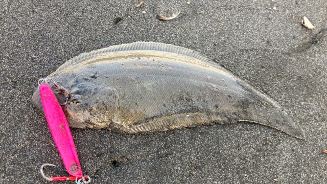 サーフクロウシノシタ】サーフフィッシングあるある舌平目。いつも