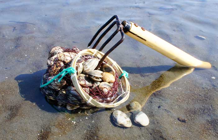 木更津の代表レジャー2022年潮干狩りシーズン3月19日（土）より順次