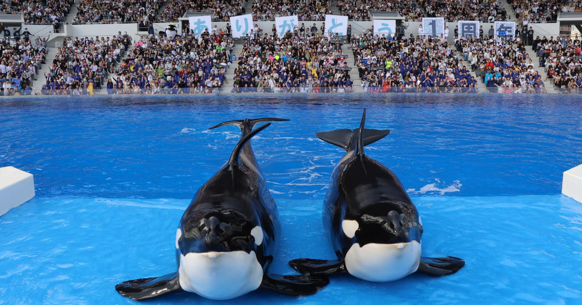 祝・開業1周年！神戸須磨シーワールドで記念メニュー＆グッズやお得な