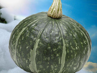 かぼちゃ 10kg (北海道剣淵産他) | 吉粋(きっすい) 北海道から全国へ
