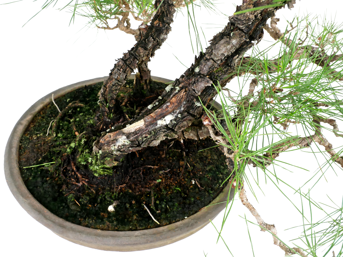 株）一樹園 山採り黒松【山秋鉢】 大品盆栽／樹齢100年株）一樹園 山
