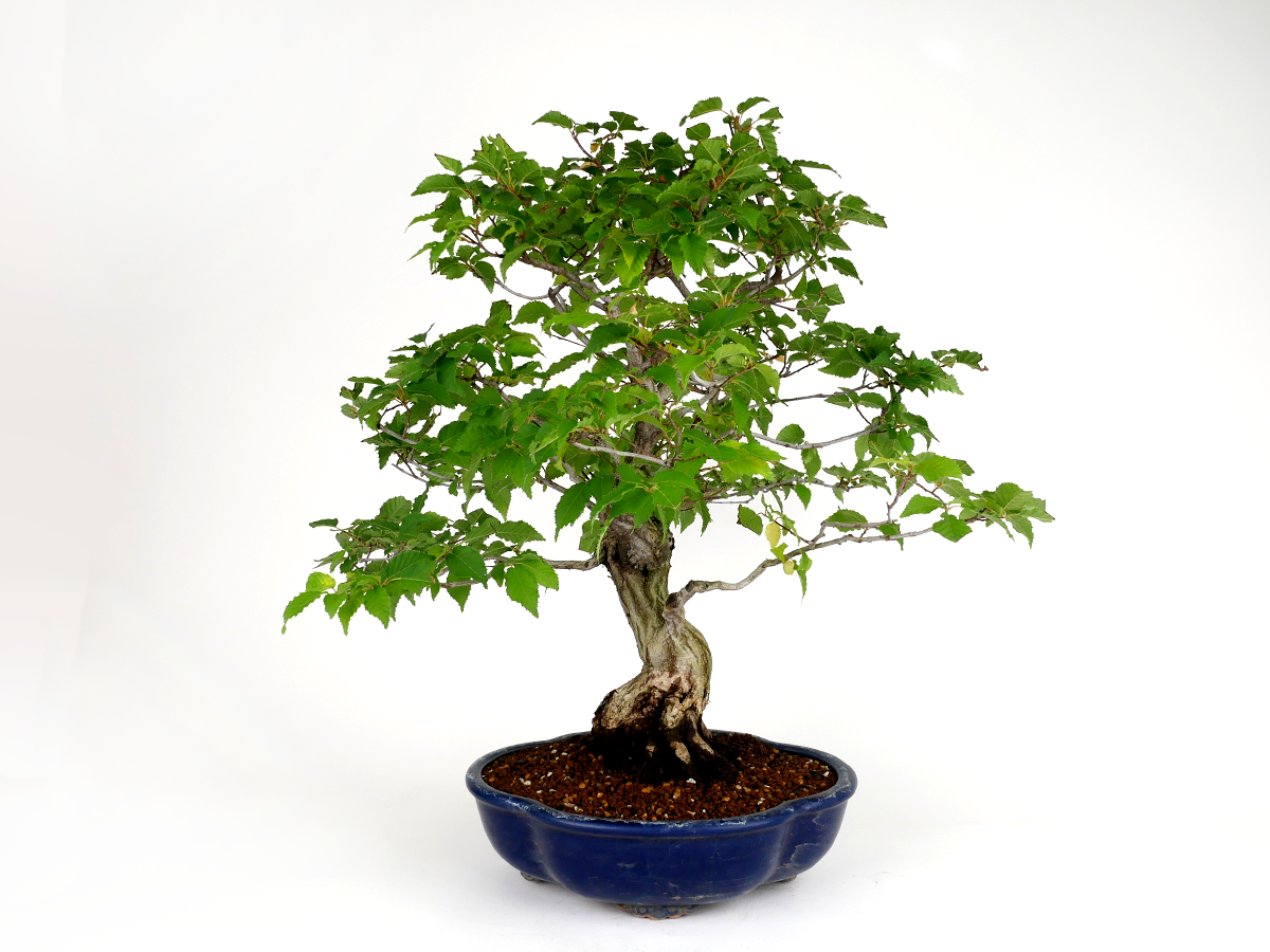 2407-1703 | 北関東盆栽組合