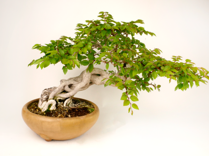 2201-0601 | 北関東盆栽組合