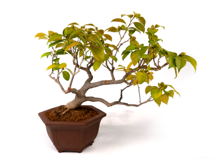 2405_3701 | 北関東盆栽組合