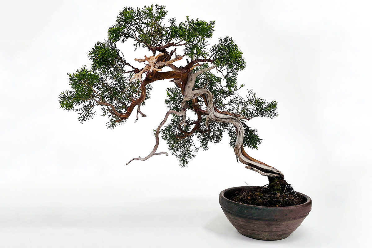 2304-3705 | 北関東盆栽組合