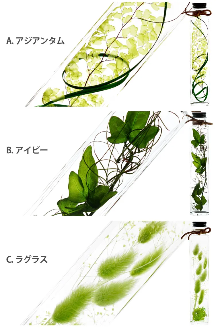 グリーンプランツ ハーバリウム』｜ギフトショップ「FLEGRE（フレグレ）」