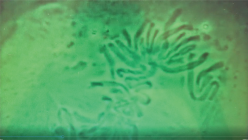 湧命力・パワーシュラフⅡ | 株式会社ユー 公式ホームページ