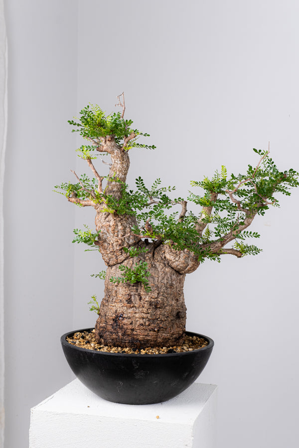 オペルクリカリア・パキプス / OPERCULICARYA PACHYPUS – KOMO