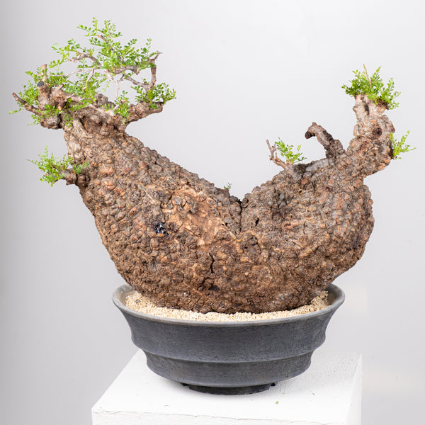 オペルクリカリア・パキプス / OPERCULICARYA PACHYPUS – KOMO