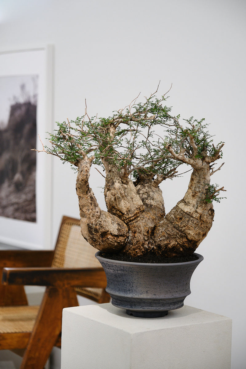 みやび鉢 究極の浅鉢 縁欠け 限定品 三州みやび鉢 究極の浅鉢 三州