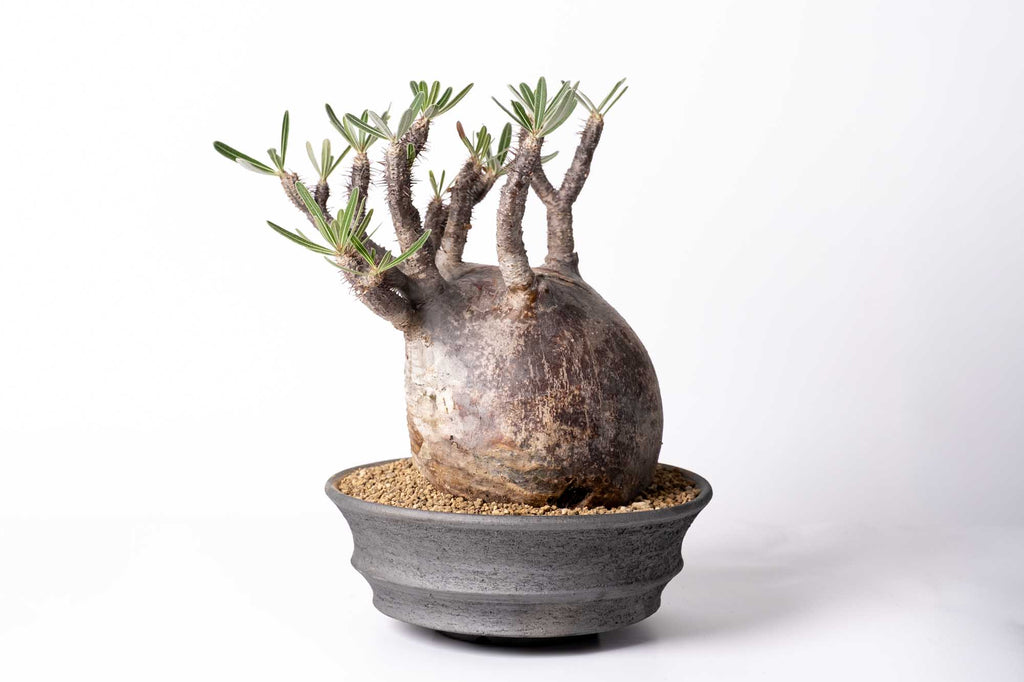 みやび鉢 KDS-01 KOMO.DRY限定 オリジナル Φ15