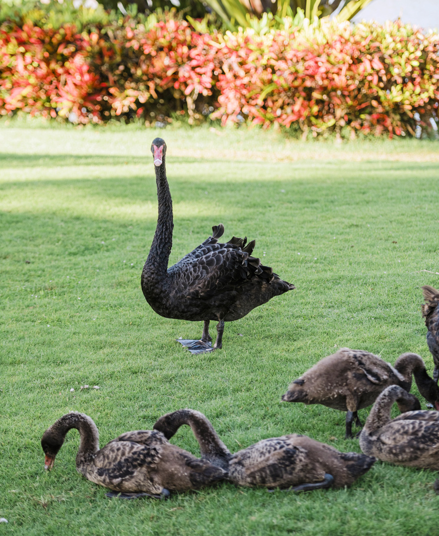 Greg Nichols: The Swan Keeper – Ko Olina