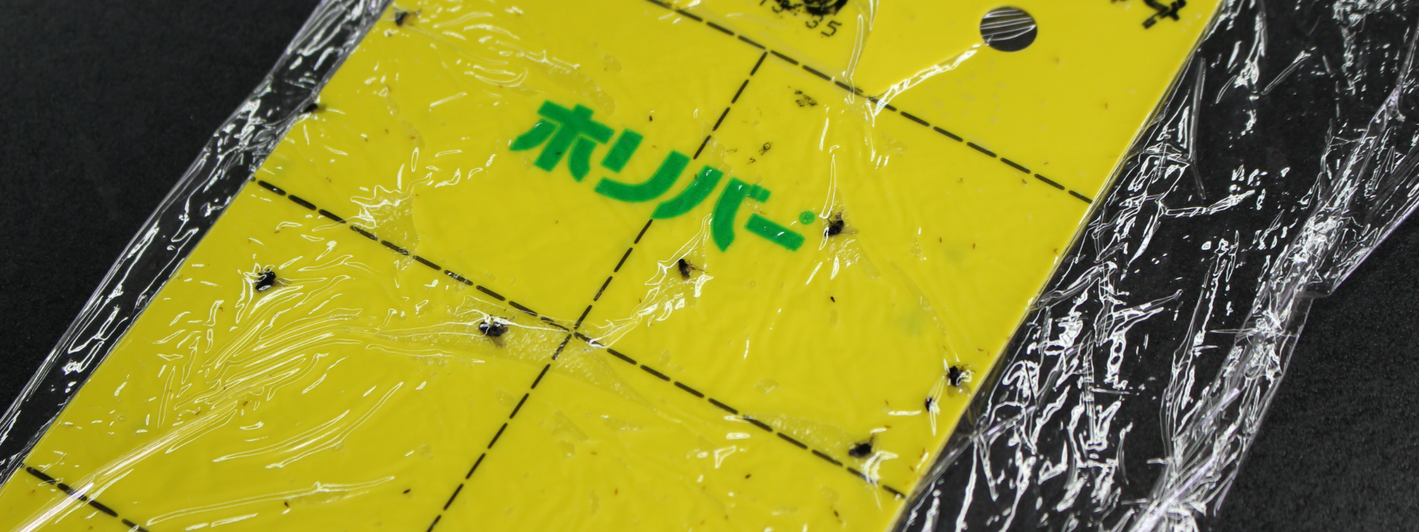 害虫のアザミウマをAIが判別する技術を開発 – IoPが導くNext次世代型