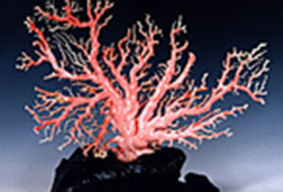 土佐珊瑚｜高知の工芸品｜高知まるごとネット