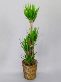 観葉植物ユッカ スタンダードタイプ(バスケット付)｜胡蝶蘭通販の