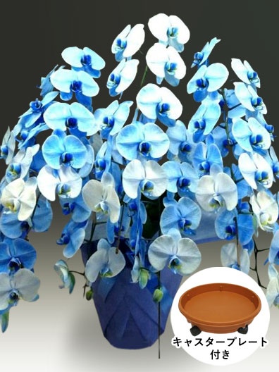 胡蝶蘭、生花　特注特大　8本立ち 胡蝶蘭 特注 白 10本立ち 生花|胡蝶蘭の贈り物なら胡蝶蘭専門店【らんや】