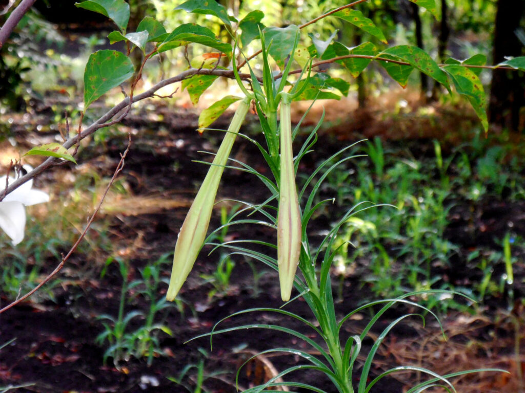 まろん通信Vol.3017 街なかの花々 タカサゴユリ | まろん通信