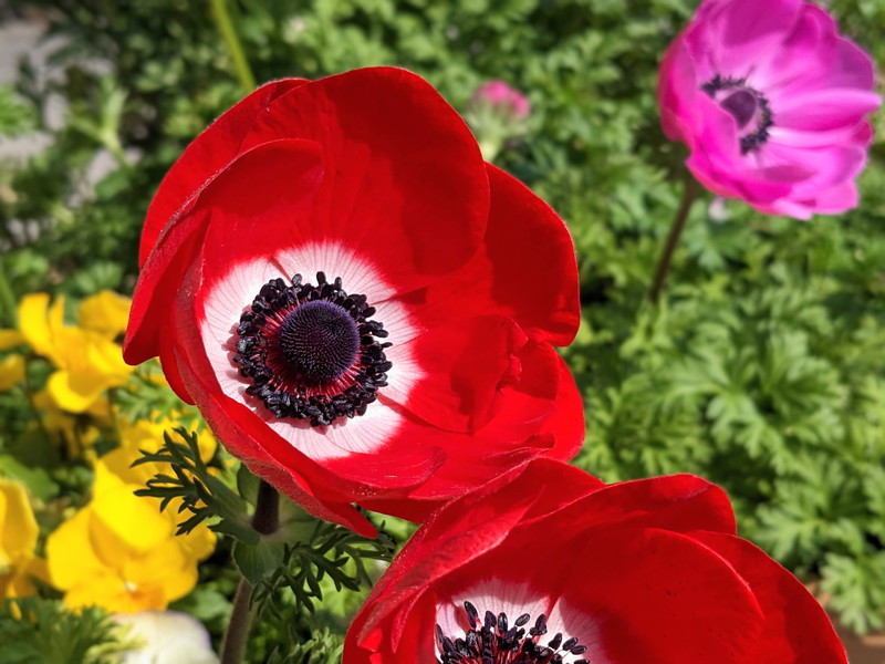 目を引く情熱的カラー！赤い花を咲かせる花23選【一覧】