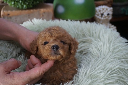 チワワ トイプードル ポメラニアン マルチーズ ミックス ヨークシャー