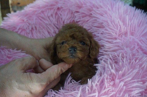 チワワ トイプードル ポメラニアン マルチーズ ミックス ヨークシャー