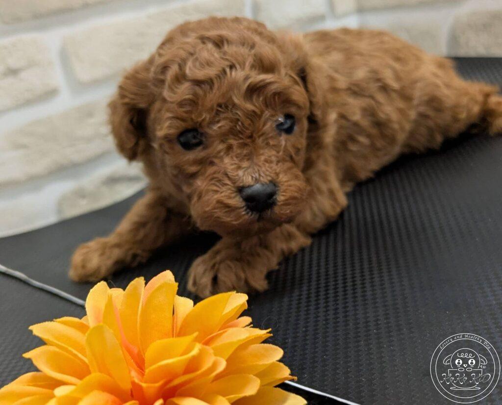 トイプードル の子犬一覧 - ティーカッププードル・小型犬専門