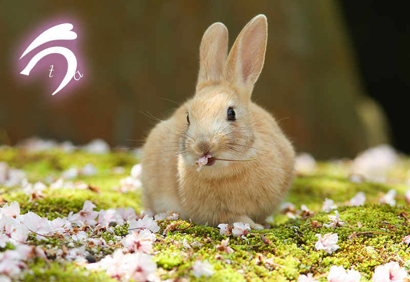 大久野島のうさぎさんと桜の木 – ココロのおうちのうさぎLife