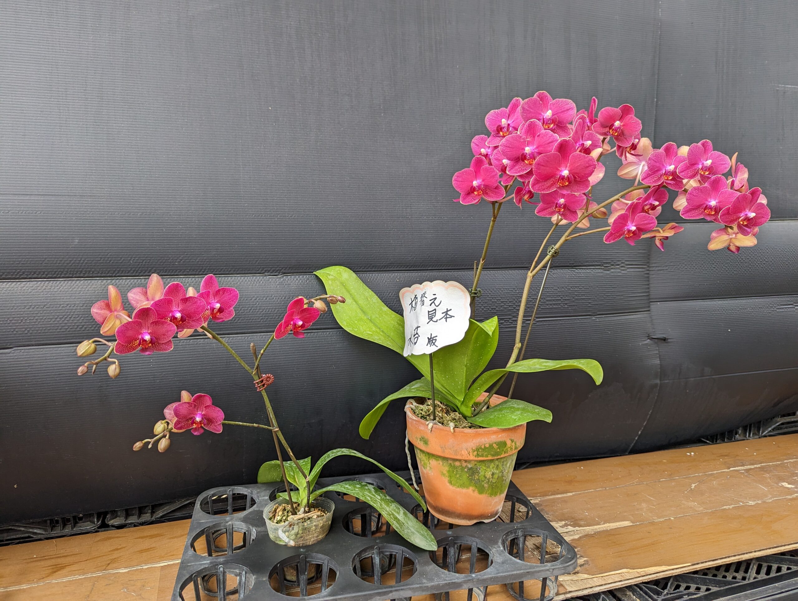 植え替えのシーズンですよ。 - ギフト 贈り物 胡蝶蘭生産者直営の胡蝶