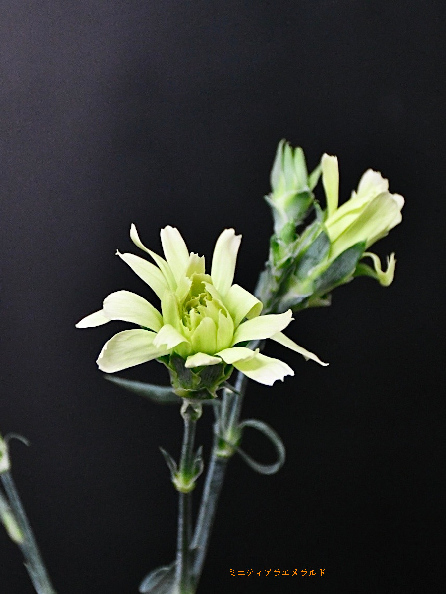 KOTA Photo カーネーション（スプレー） 緑 | 九州大田花き