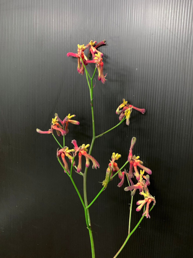 KOTA Photo カンガルーポー その他色 | 九州大田花き