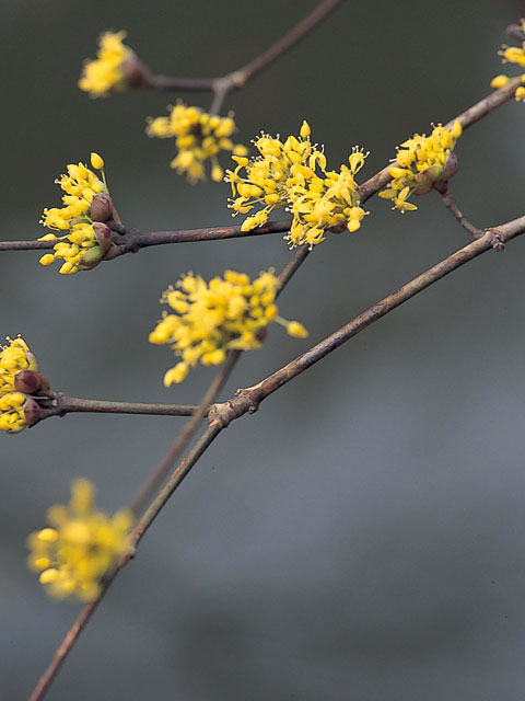 山茱萸(サンシュユ)とは？ 意味や使い方 - コトバンク