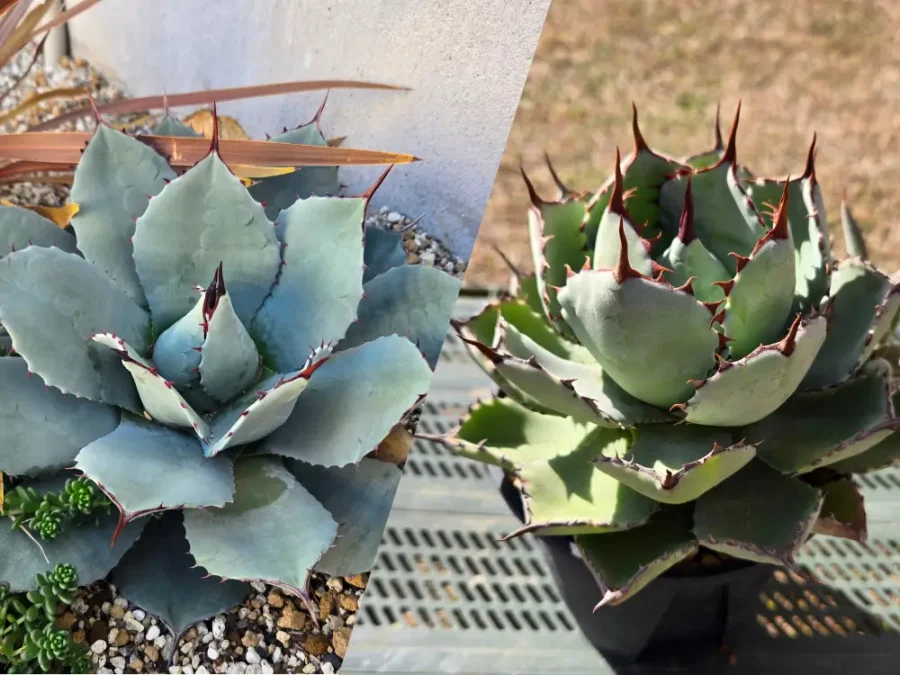 アガベ吉祥天と吉祥冠の違いを徹底比較！見分け方と特徴を解説