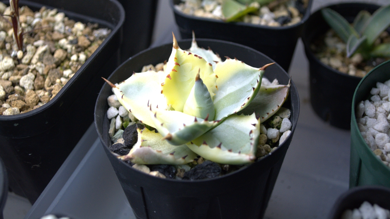 2026.02.14｜アガベ 兜蟹錦