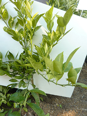 黄金柑 おうごんかん ゴールデンオレンジ【3年生苗】（接ぎ木・素掘り）