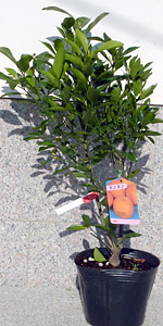 太田ポンカン ぽんかん【3年生】 （接ぎ木・ポット入り）