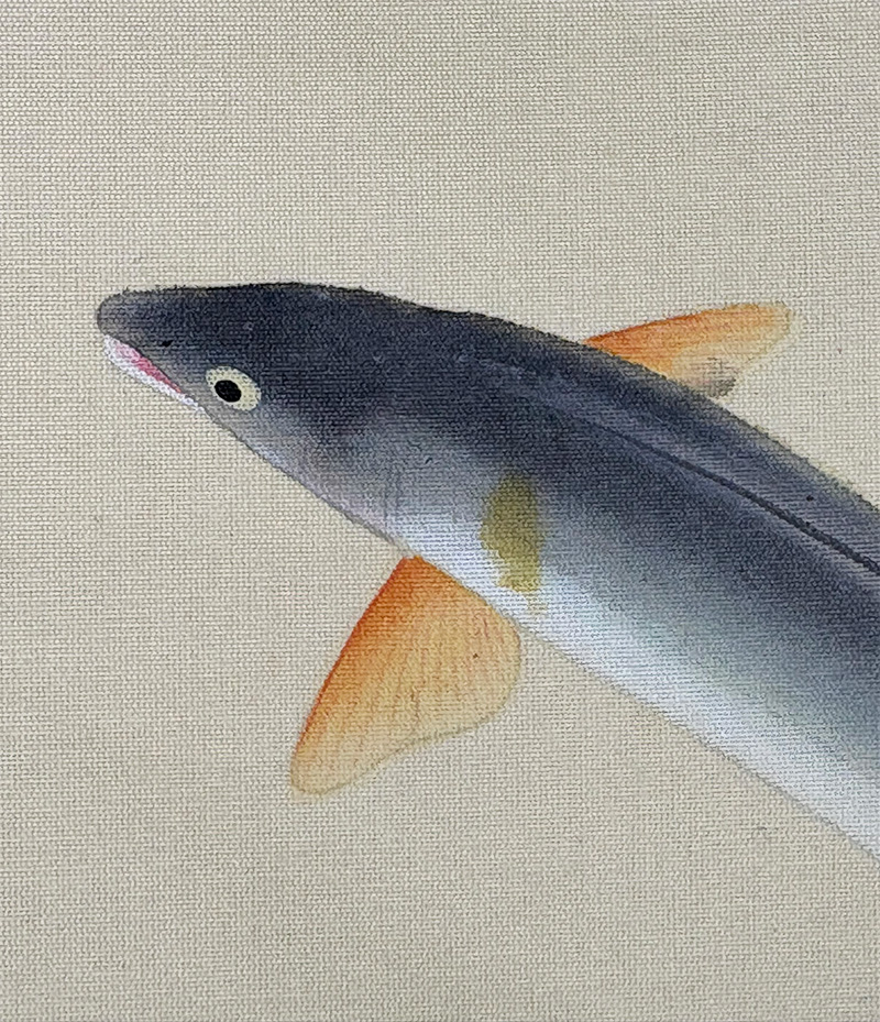 香魚｜ミニ掛軸｜新・古美術 高美堂（こうびどう）｜掛軸販売・通販