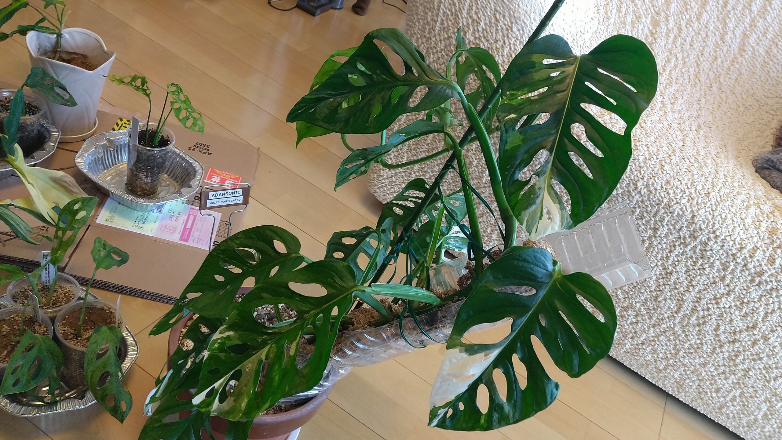 斑入りマドカズラ 挿し木スタート｜2022年春 - エンジニア的