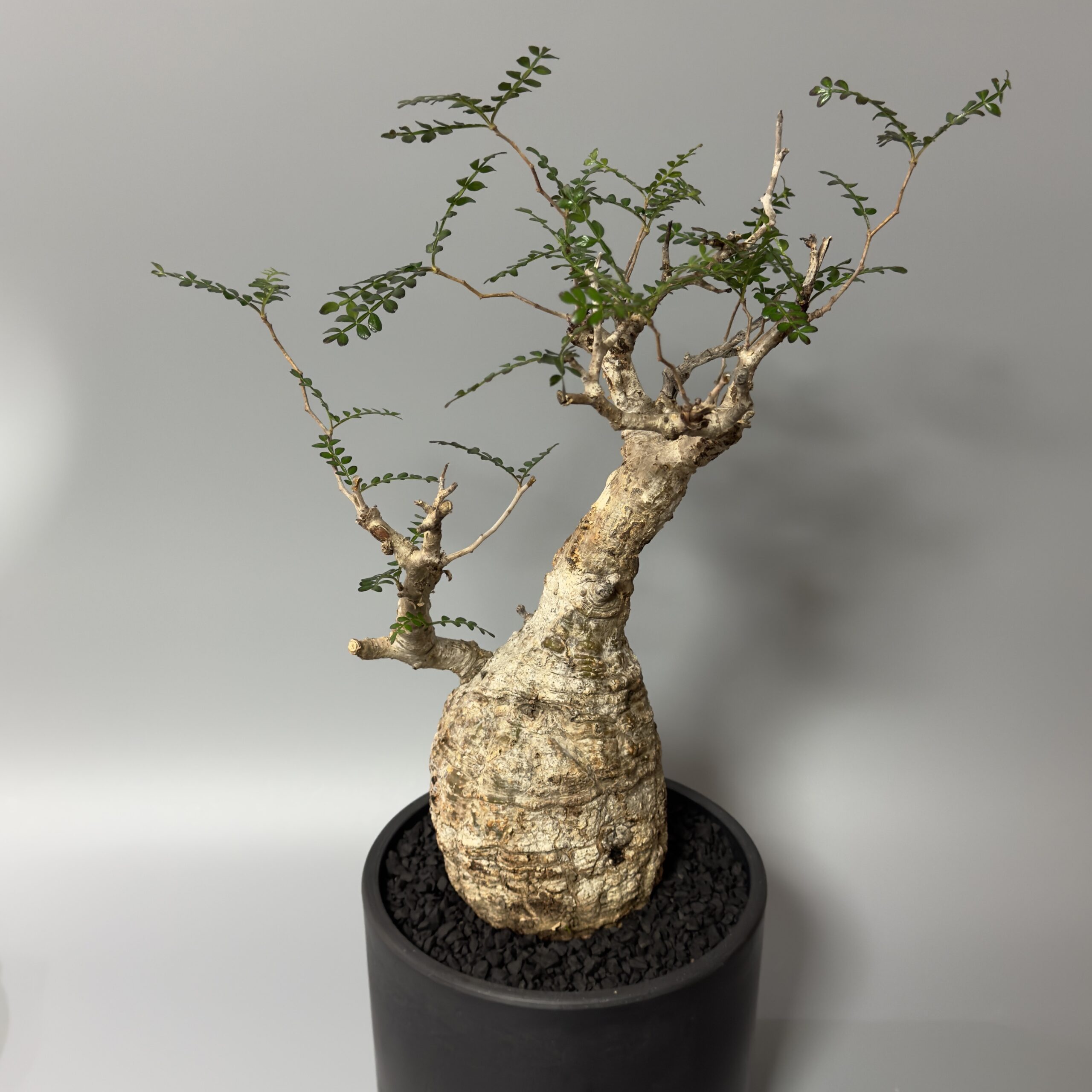 オペルクリカリアパキプスの育て方 | KLever株式会社