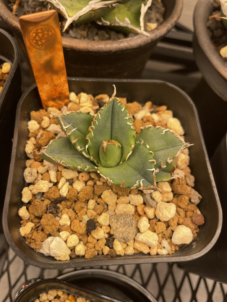 子株が発根したら？】発根後のアガベ育成検証＃2 |