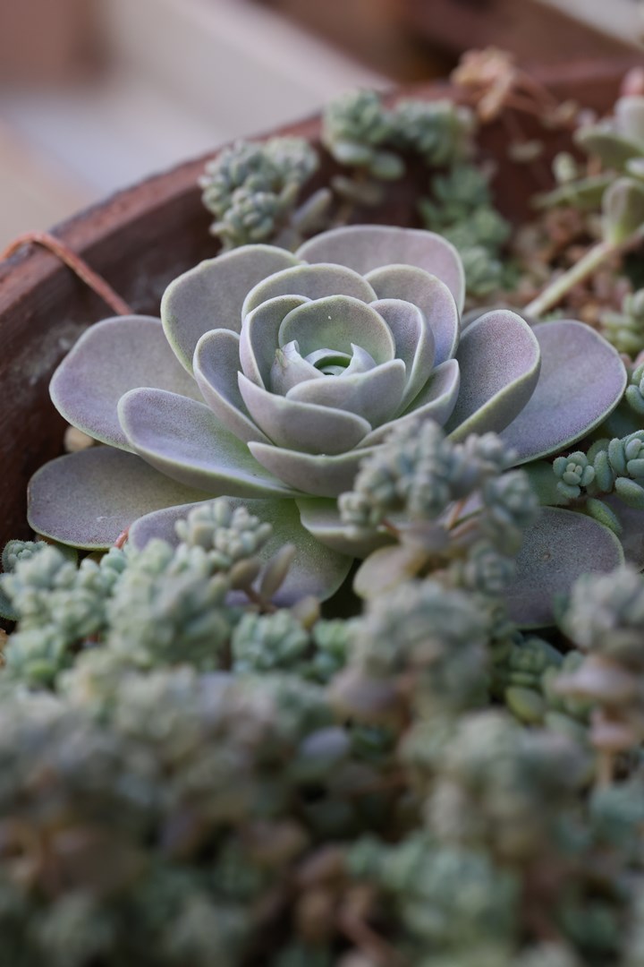 子持ち蓮華とセダムの寄せ植え（金の成る木の鉢で） | 町工場内外_緑化計画
