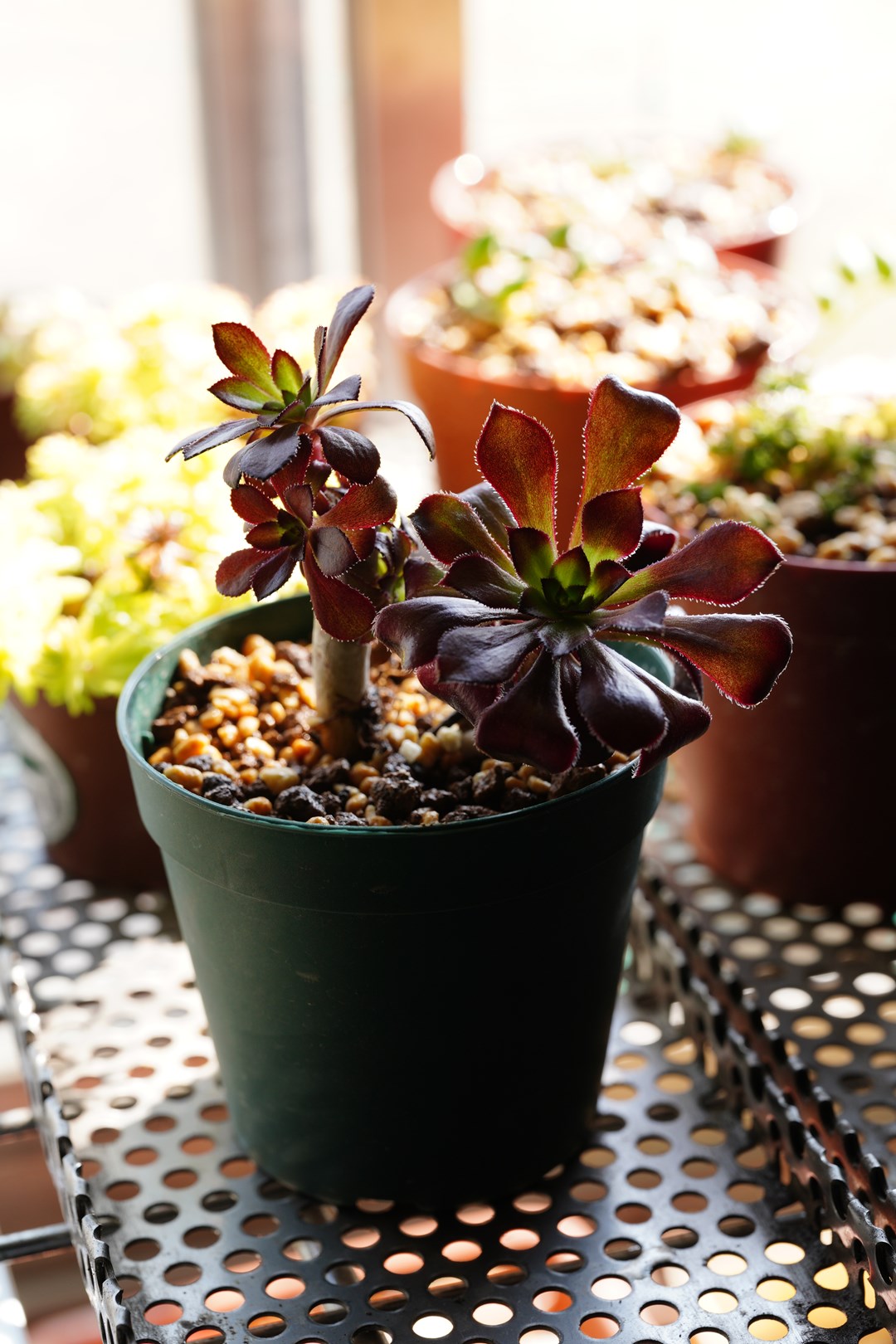 徒長していた多肉、カット後の状況。 | 町工場内外_緑化計画