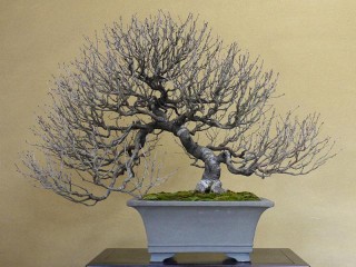 盆栽の種類｜春花園webサイト