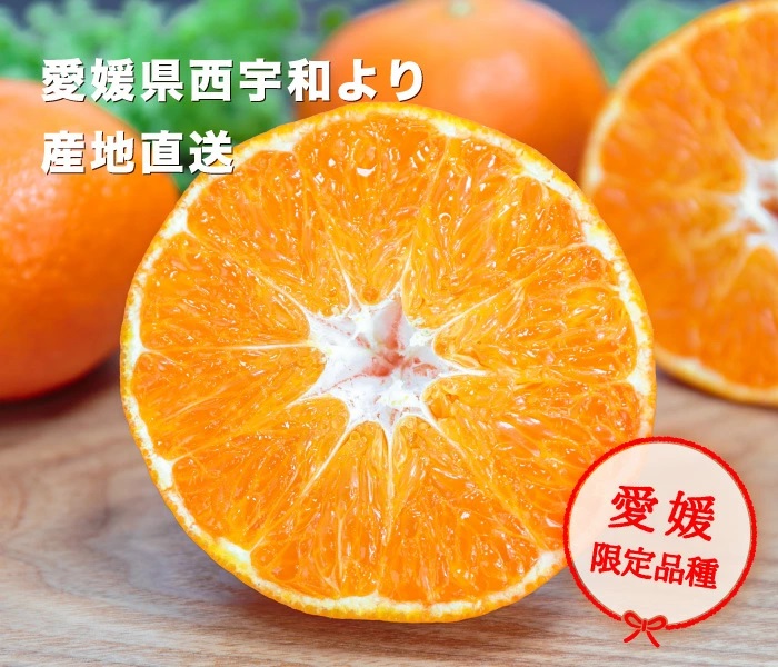 愛媛オリジナル品種の希少柑橘・甘平をお値打ち価格で販売中【訳あり10kg】