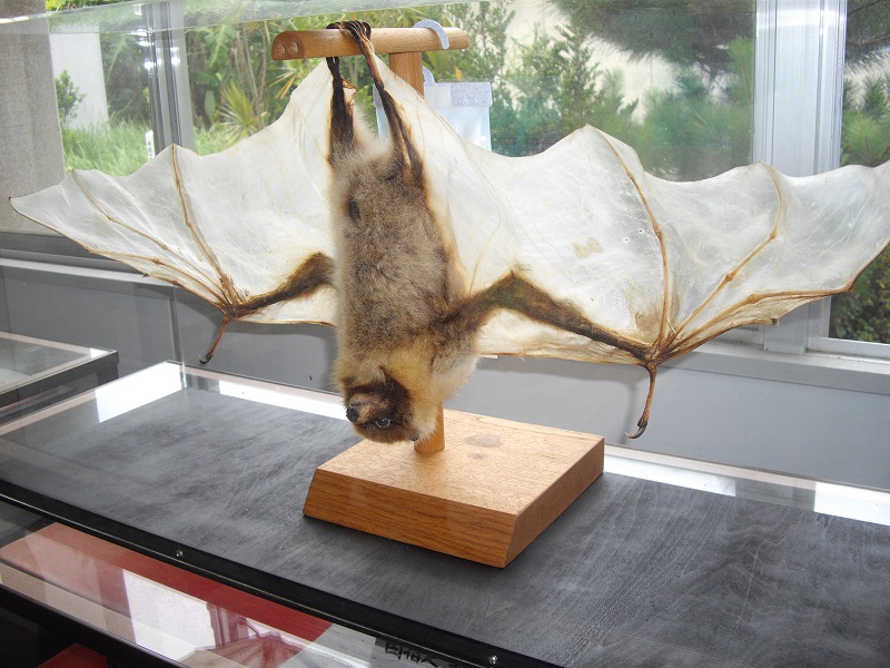 えらぶ年寄り組・環境保全で離島の活性化