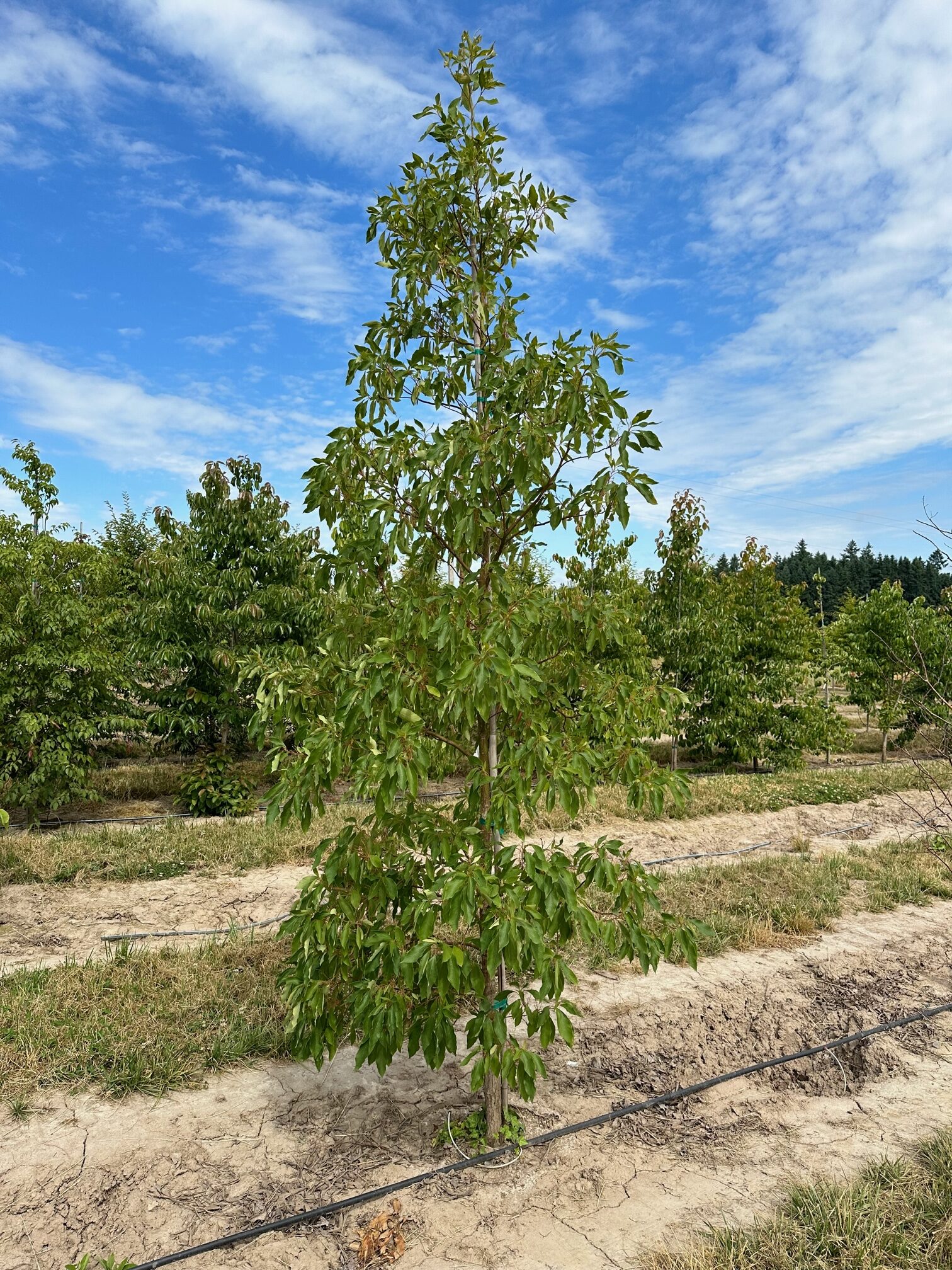 Sassafras Tree Profile by Kuenzi Turf & Nursery